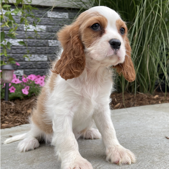 Cavalier King Charles Welpen