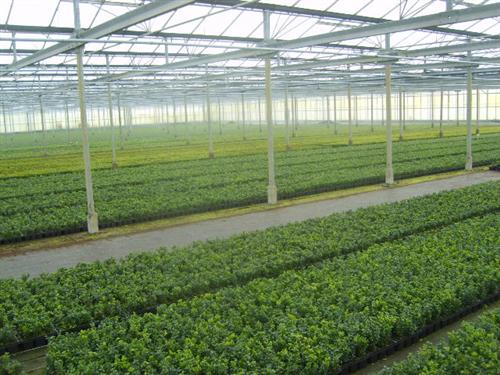 Buxus sempervirens 100 Stück Buchsbaum 8/15 Hecken Buchs Pflanzen 310036  65,00 €
