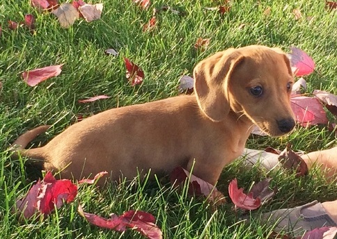 M / F Miniatur-Dackel Welpen