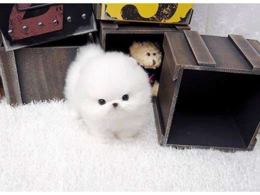 Zwergspitz /Pomeranian mit Stammbaum