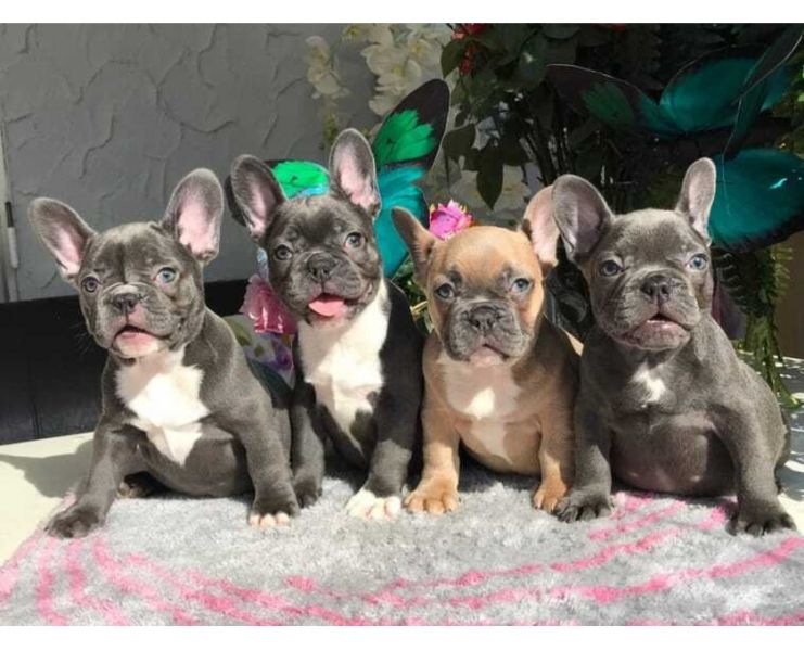 Siberian Husky Welpen aus kontrollierter VDH/ DCNH Zucht