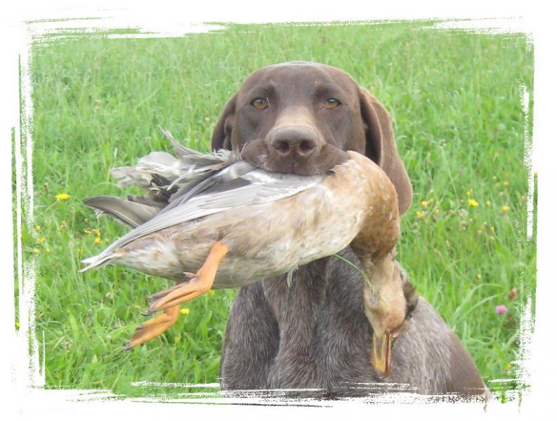 Jagdhundeausbildung-Hundezentrum-Oberpfalz