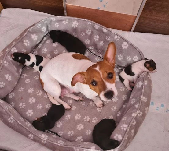 MINI Jack Russell Terrier Welpe
