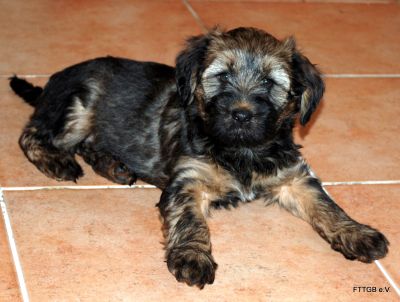 4 Tibet Terrier Welpen