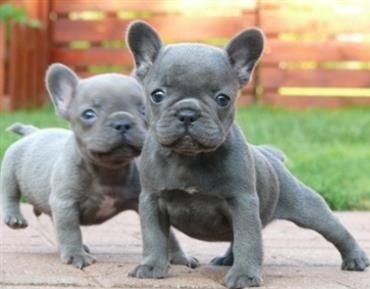 Wunderschöne Französische Bulldoggen Welpen.