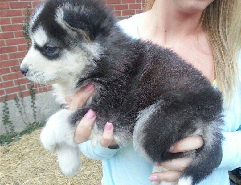Süsse Wunderschöne Siberian Husky Welpen mit papieren