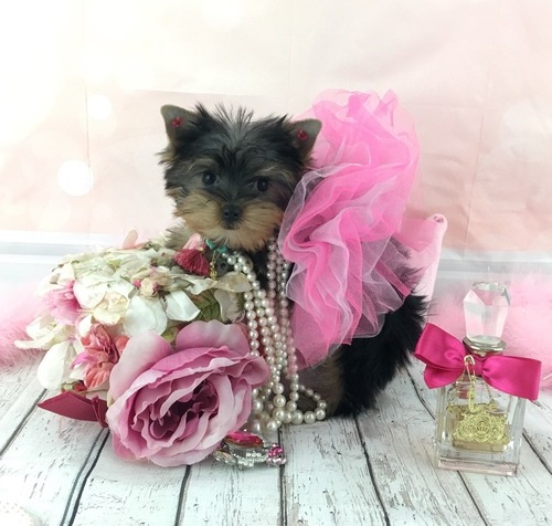 Yorkie-Welpen zur kostenlosen Adoption