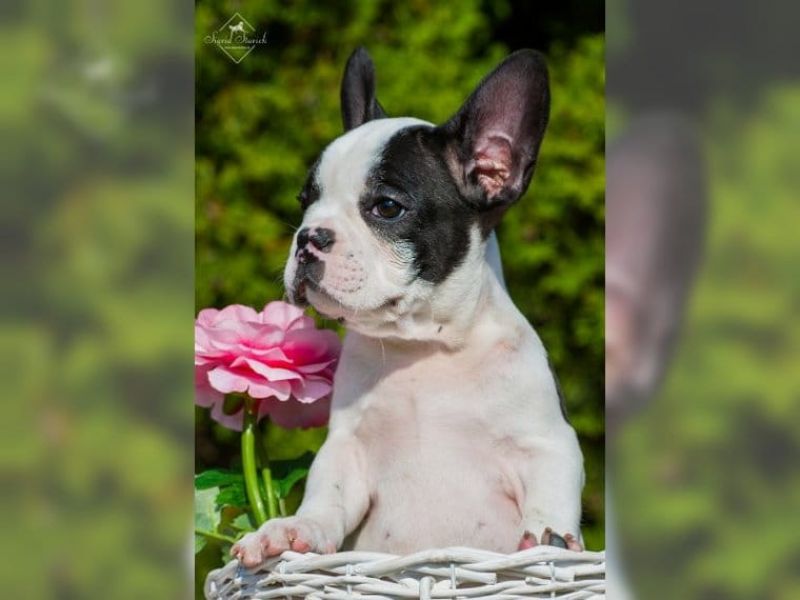 Wunderschöne FranzösischBulldogge Welpen Rüden & Weibchen suchen neues zuhause.
