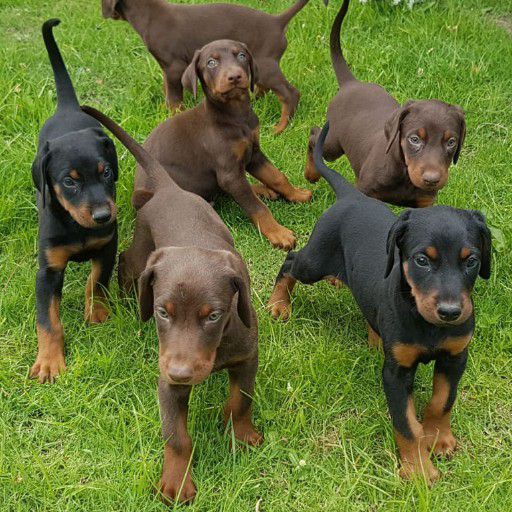 Dobermann Pinscher Welpe verfügbar