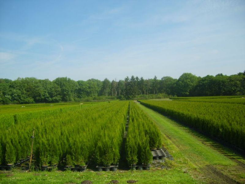 Smaragd 100 Stück Thuja Lebensbaum 80/100 T21 Hecken 310890 798,50 €