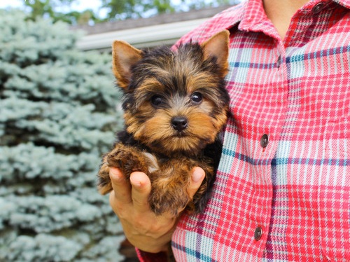 Yorkie-Welpen zur kostenlosen Adoption