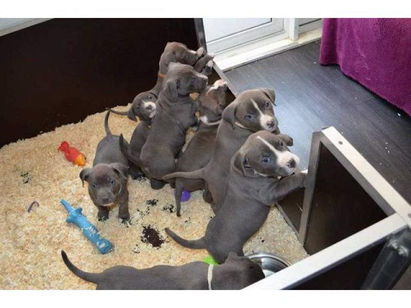 Vielversprechenden Pitbullwelpen aus umgänglichen,