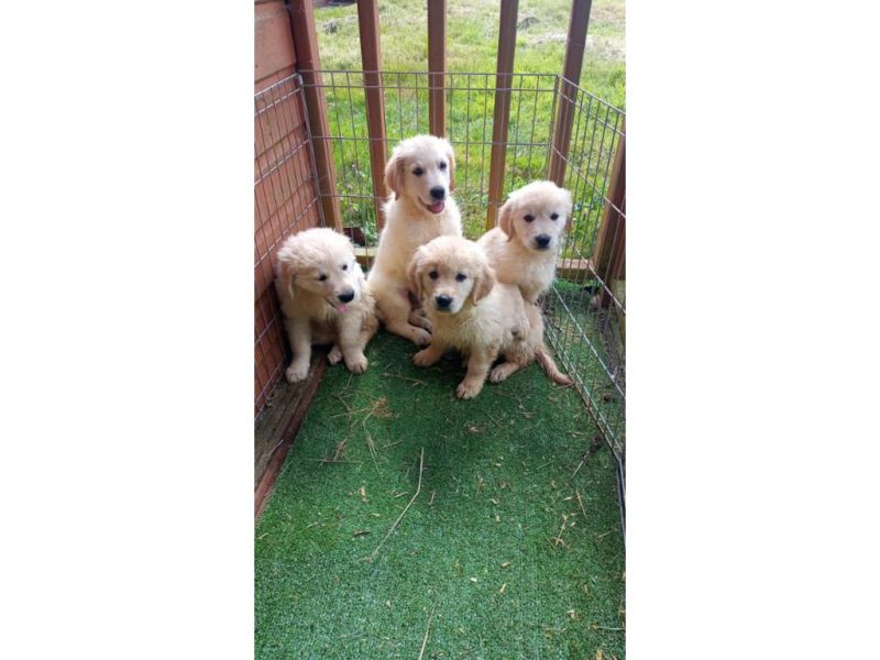 Golden Retriever Welpen sehr kinderlieb u. verspielt zu verkaufen