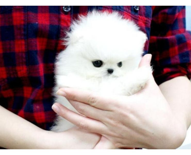 Zwergspitz / Pomeranian Welpen. creme und schwarz mit Papieren / Ahnentafel