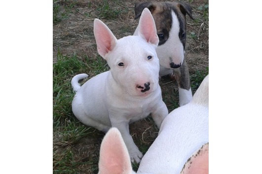  Wurfankündigung Miniaturbullterrier Pll frei