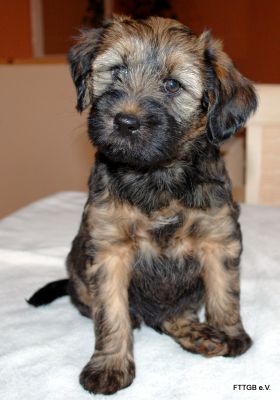 4 Tibet Terrier Welpen