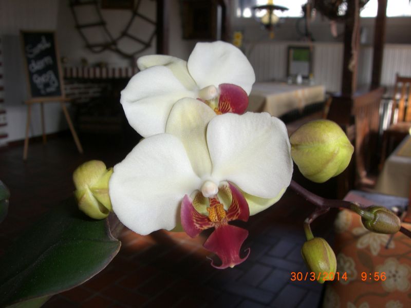 Norderney Urlaub Strand Dz Du/WC inkl. Frühstücksbuffet