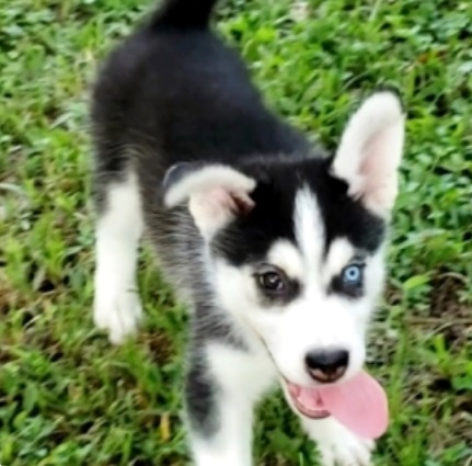 Reinrassige pomsky welpen 