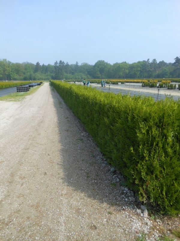 Smaragd 100 Stück Thuja Lebensbaum 80/100 T21 Hecken 310890 798,50 €