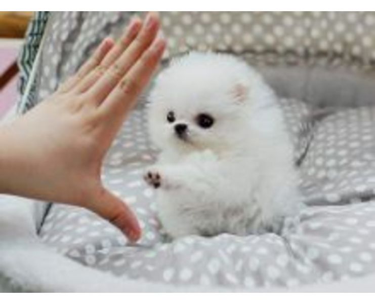 Pomeranien Zwergspitz Welpen Mini Teddy