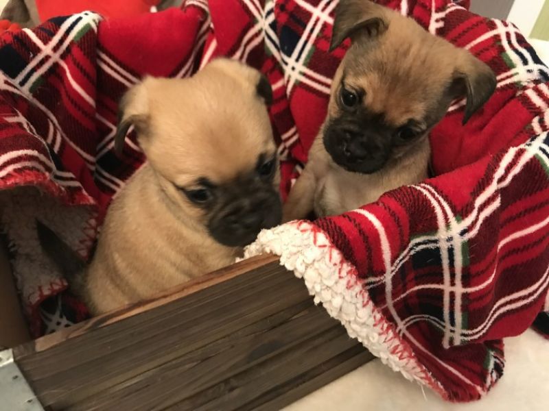 Babys Mops welpen männlich und weiblich Flieder