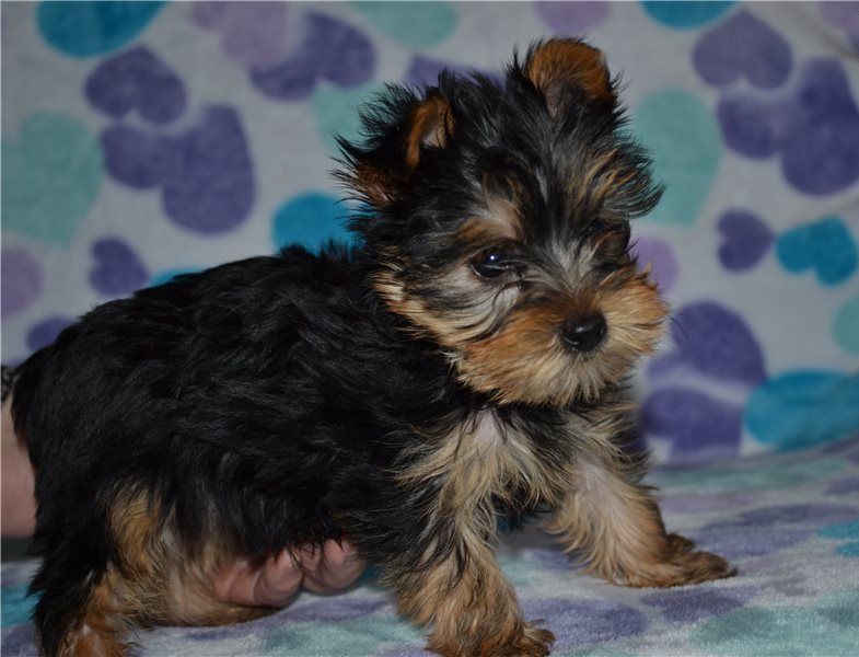 Reinrassiger Yorkie erhältlich