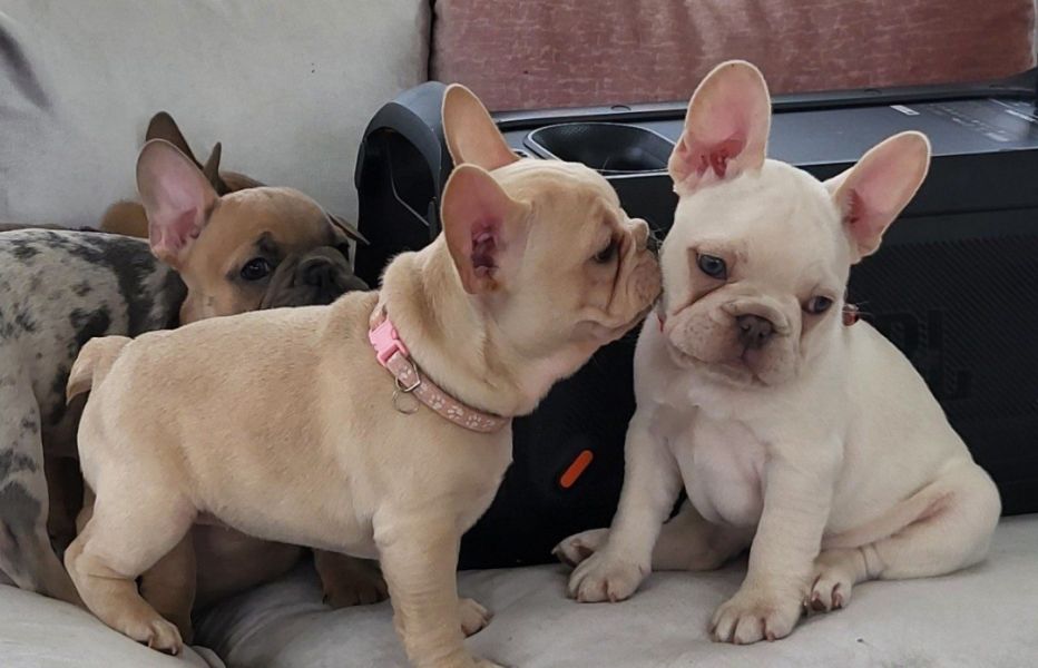 Reine Französische Bulldoggen-Welpen 