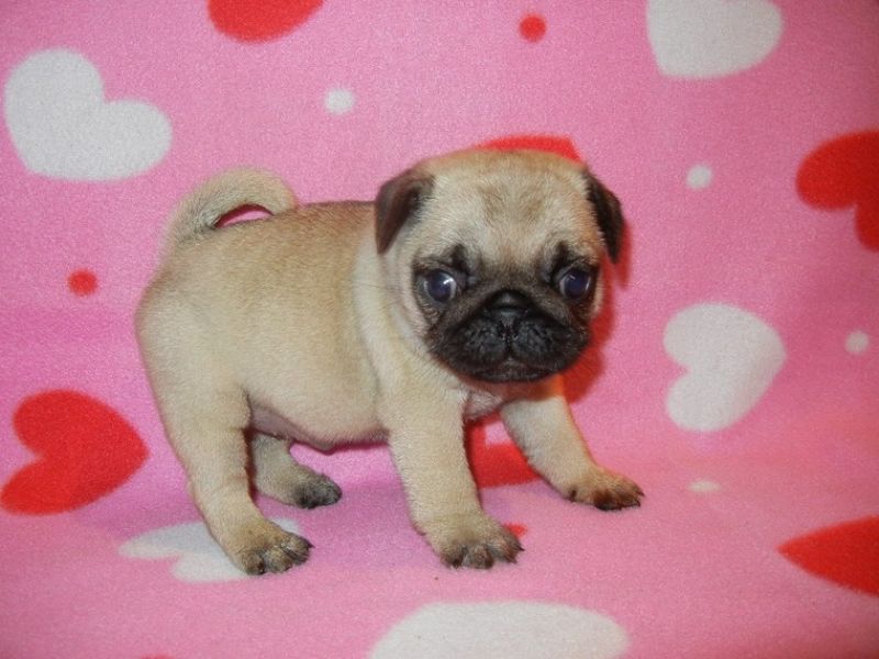 Babys Mops welpen  männlich und weiblich Flieder 