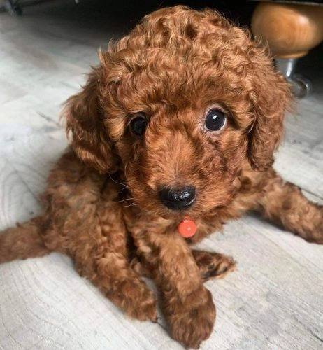 Gesundheitsgeprüfte Zwergpudel