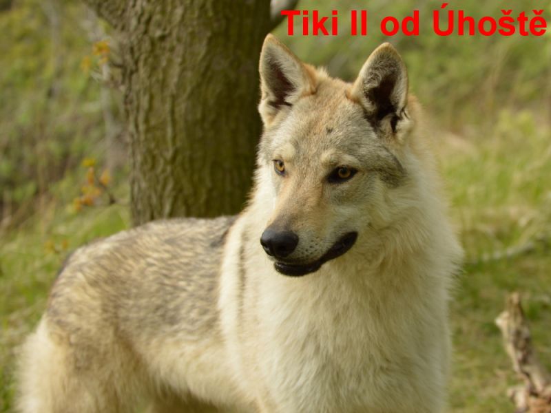 Tschechoslowakische Wolfshund