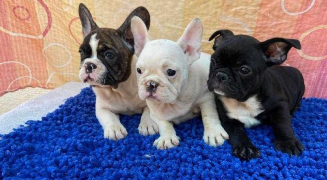 Tolle Französische Bulldoggen Welpen zu verkaufen