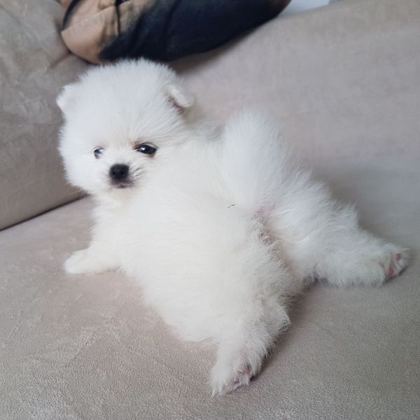 Pomeranian Welpen männlich und weiblich Flieder (ayat)