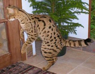 TICA registriert Savannah Kätzchen