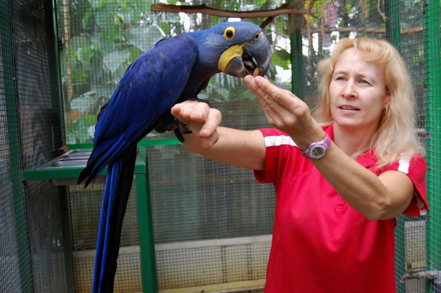 Hyazinthara Henne, zahm, spricht, pfeifft usw gratis mit kafig.