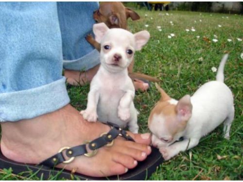 Reinrassiger Chihuahua Welpen.