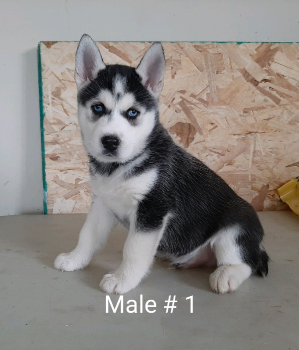 Siberian Husky Welpen suchen neues Zuhau