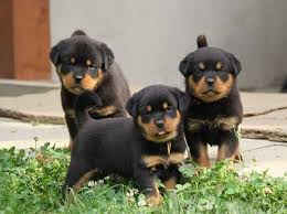 Rottweiler Welpen