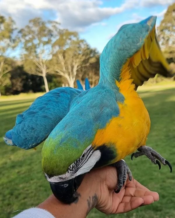 Paar Papagei Ara Gelbbrust Handzahme