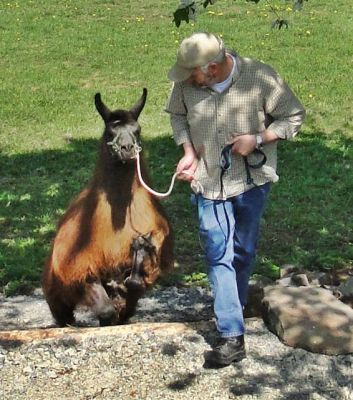 Ausbildung von Lamas und Alpakas, auch vor Ort