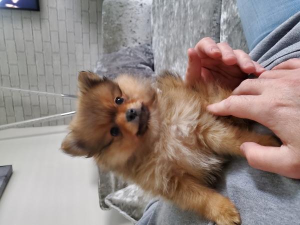 Miniatur Spitz Pommerscher Welpe