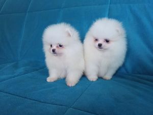 Wunderschöne Mini Pomeranian Zwergspitz Welpen