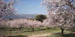 Mallorca - Casa amerika - Marratxi ﻿   