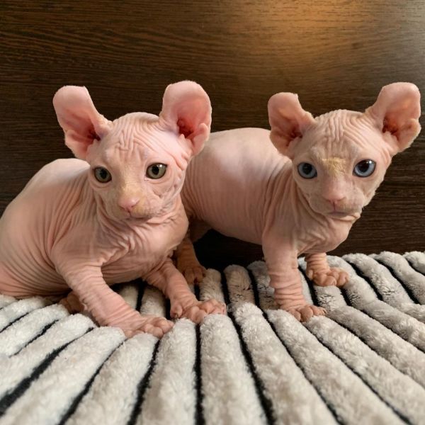 Haarloses Sphinxkätzchen (Sphynx)