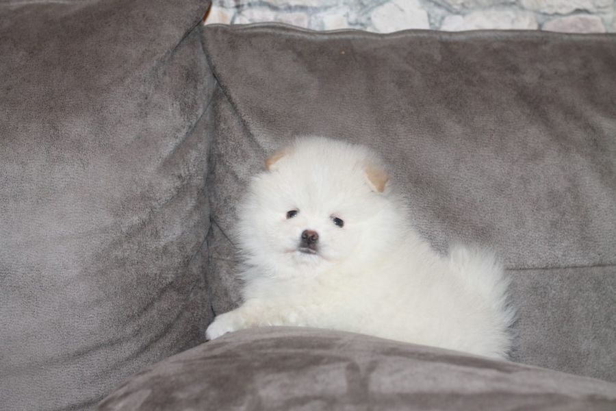 Pomeranian Zwergspitz schönes Welpenmädchen