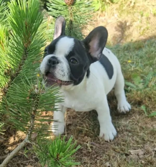 Französische Bulldog Welpen