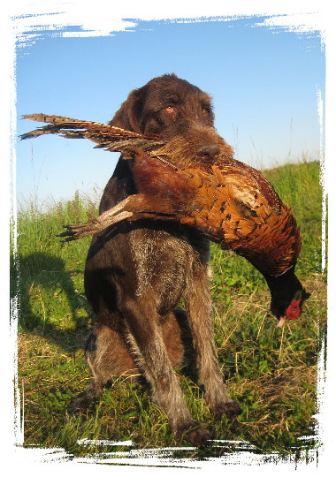 Jagdhundeausbildung-Hundezentrum-Oberpfalz