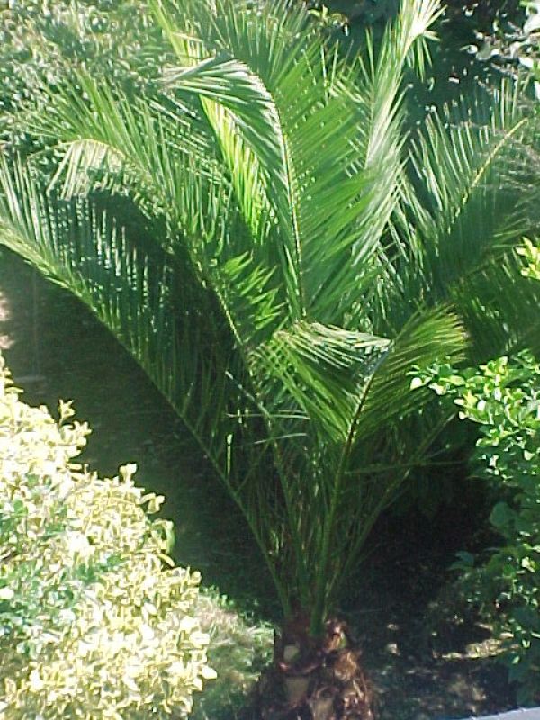 Reihennaus in Nordwest Spanien.