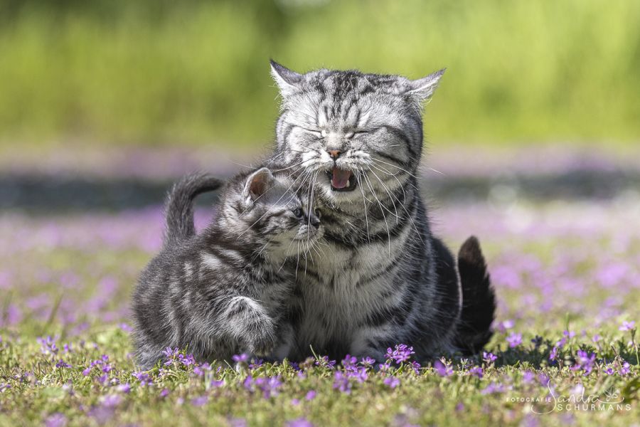 Getigerte und smokige Wuschelbärchen (BKH/BLH) warten...  
