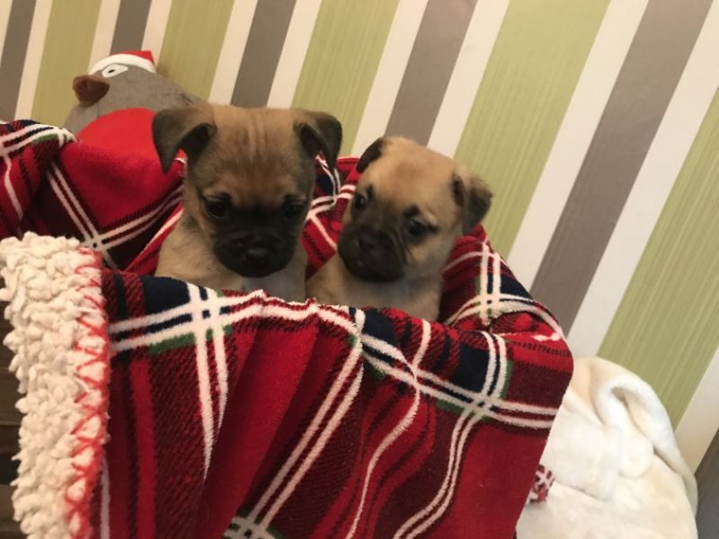 Babys Mops welpen männlich und weiblich Flieder