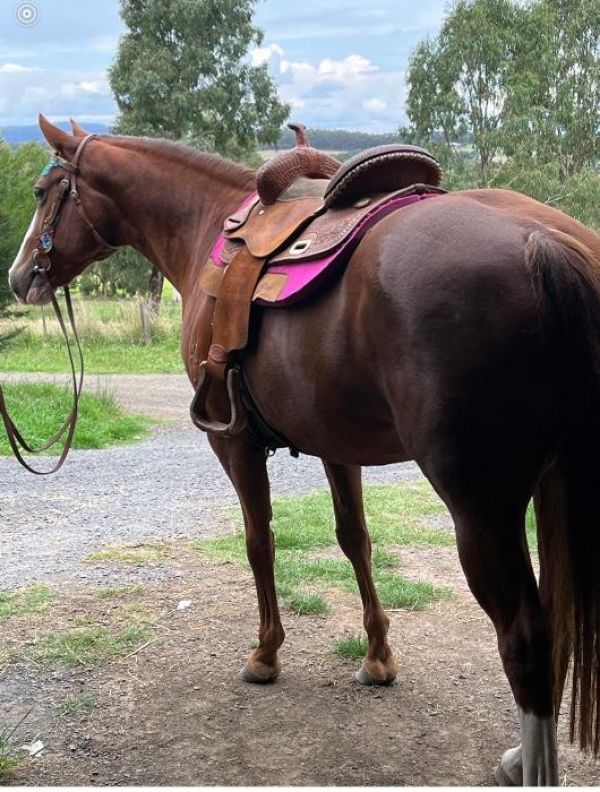 Zangersheide Springpferd